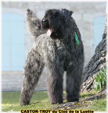 bouvier des flandres du clos de la luette - copyright déposé